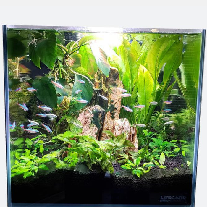 7 Gallon CRYSTAL 45 Degree Low Iron Ultra Clear Aquarium with Built in Side Filter-Lifegard Aquatics - Fish Tank USA