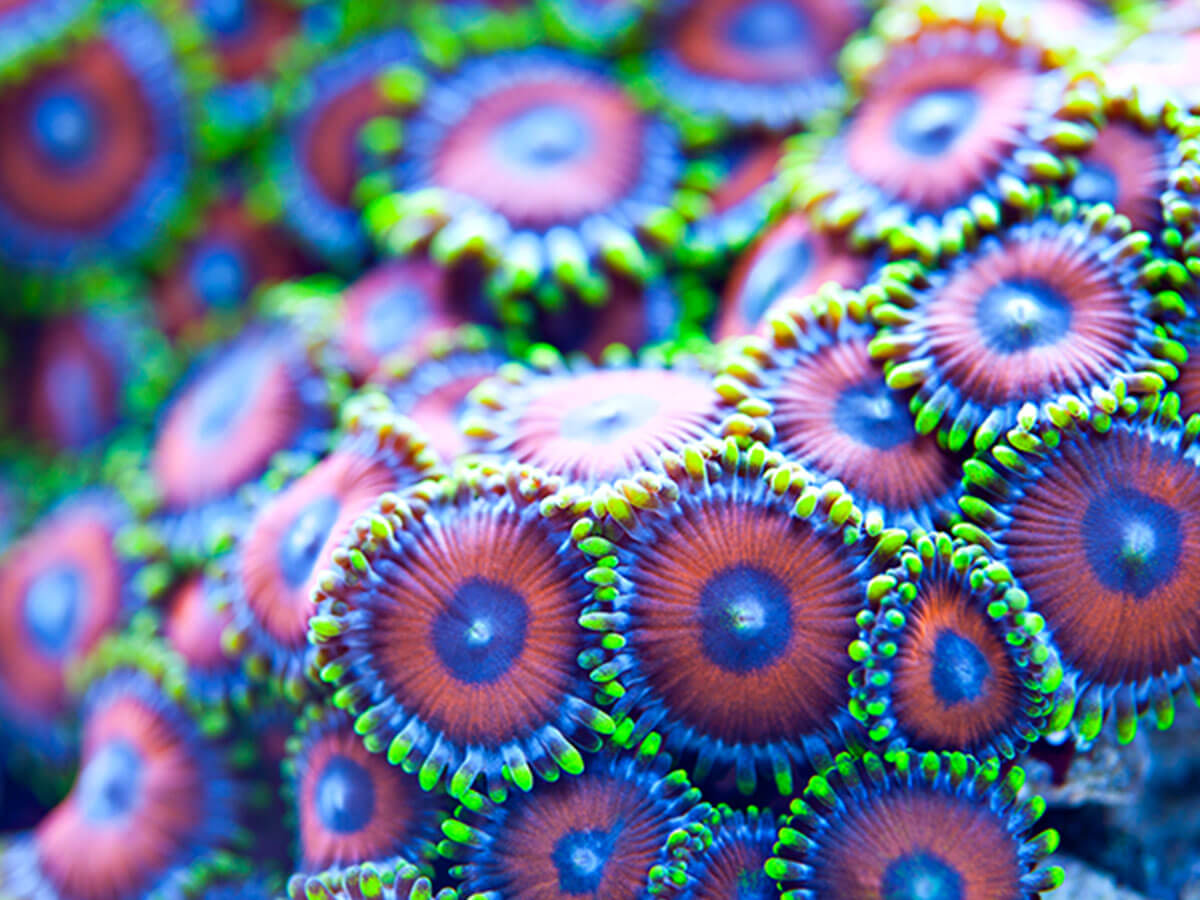 ATI T5 High-Output Light Bulb – Purple Plus - Fish Tank USA