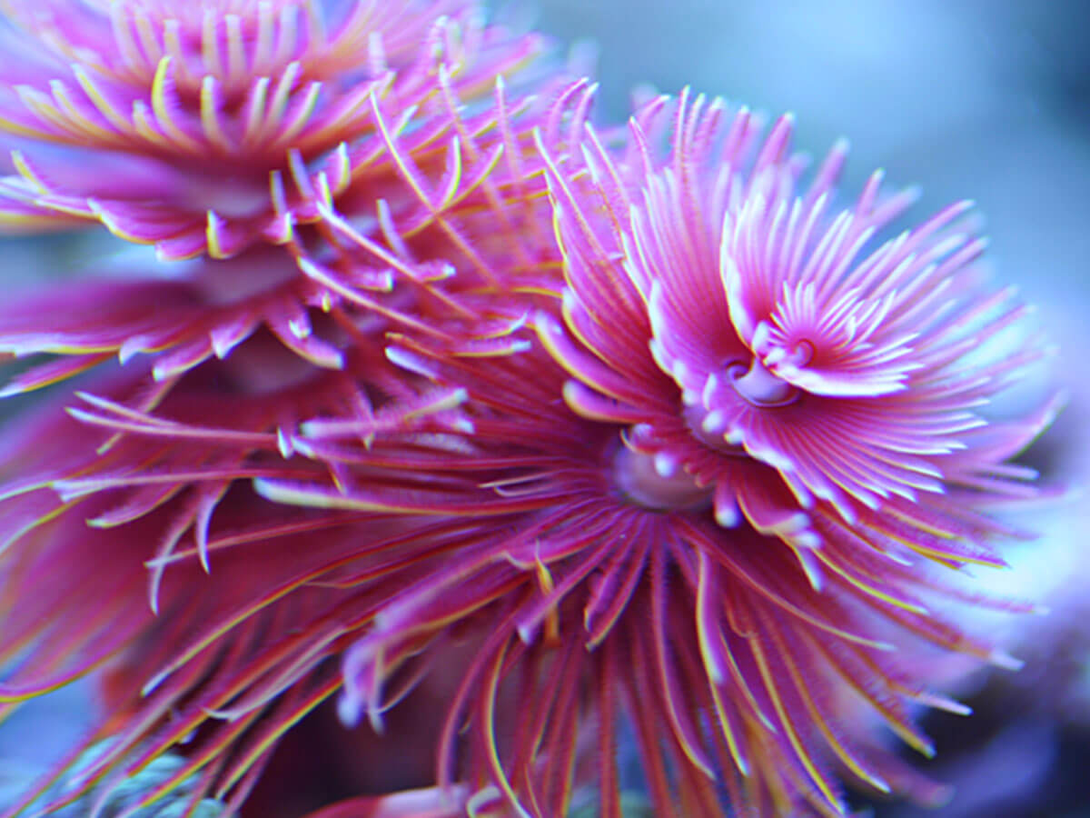 ATI T5 High-Output Light Bulb – Aquablue Special - Fish Tank USA