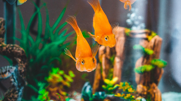 Common Fish Tanks Problems And How To Avoid Them