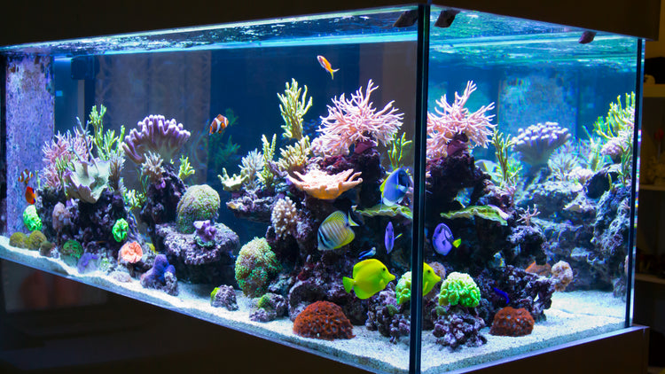 ''How To Buy Your First Fish Tank?''