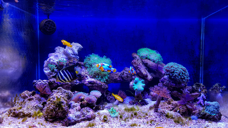 “Things You Need to Know While Buying Your First Fish Tank”