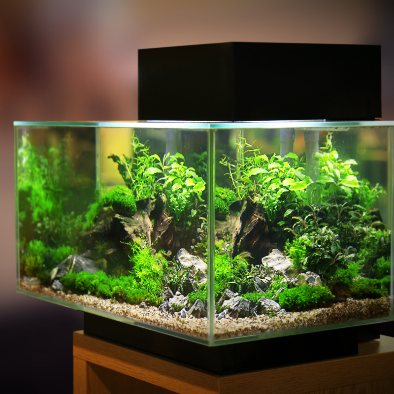 Acrylic Fish Tanks