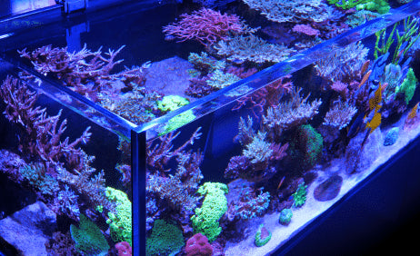 Reefer MAX 425 G2+ System - 91 Gallon Reef Ready Aquarium - Red Sea [New]
