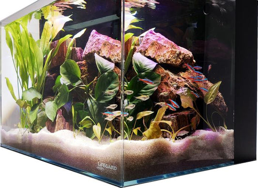 24 Gallon - CRYSTAL 45 Degree Low Iron Ultra Clear Aquarium with Built in Back Filter - Fish Tank USA
