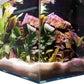 4.14 Gallon - CRYSTAL 45 Degree Low Iron Ultra Clear Aquarium with Built in Back Filter - Fish Tank USA