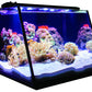 Lifegard Full-View 7 Gallon Aquarium with Built-In Back Filter - Fish Tank USA
